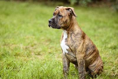 狗 宠物 犬类 动物 毛皮 鼻子 哺乳动物 狗肖像 国内动物