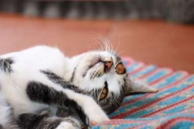 小猫 猫科动物 动物 猫 懒惰