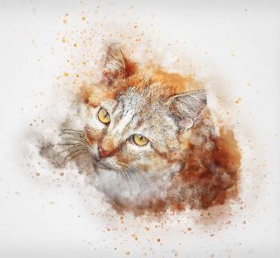 猫 宠物 肖像 艺术 抽象 优质的 水彩 动物 自然 艺术的