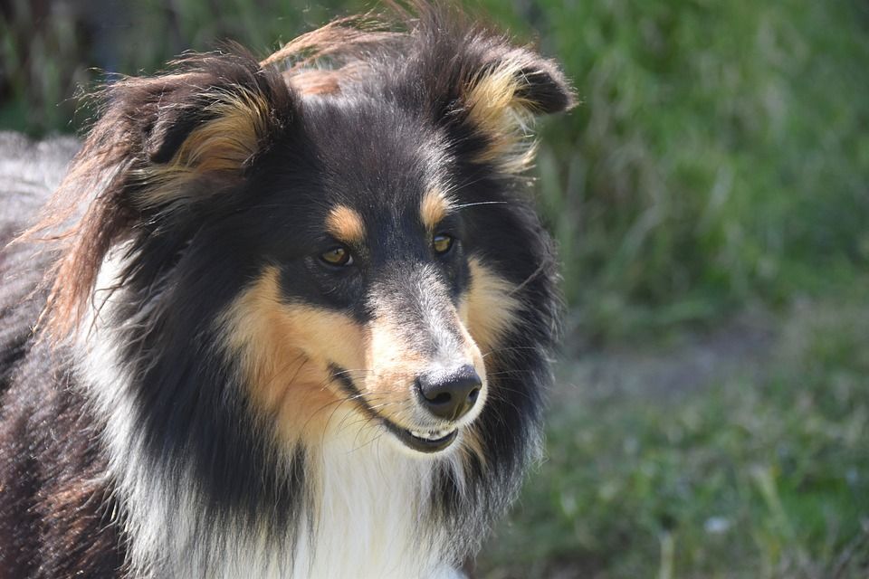 狗, 年轻的狗, 狗肖像, 设得兰群岛牧羊犬, 纯种狗, 狗Tricotin