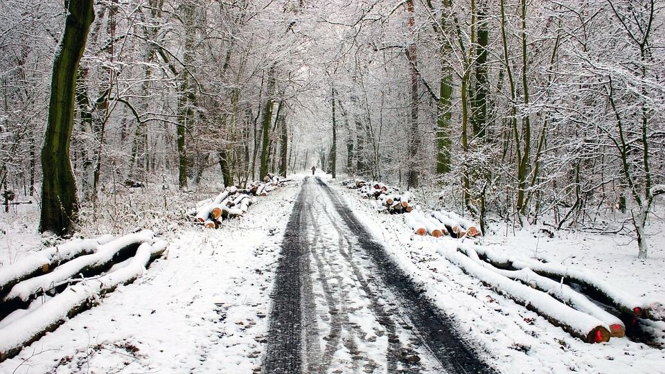 冬天, 雪, 雪道, 雪中痕迹, 小路, 冬季景观, 森林