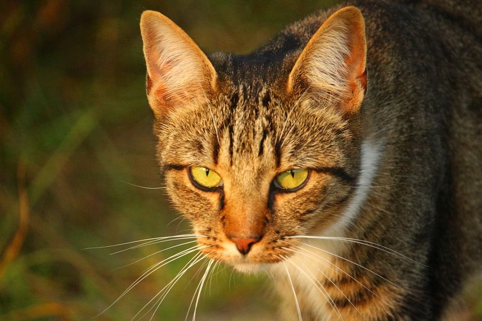 猫, 眼睛, 家猫, 虎猫, 小猫, 猫眼, 猫脸, 鲭鱼