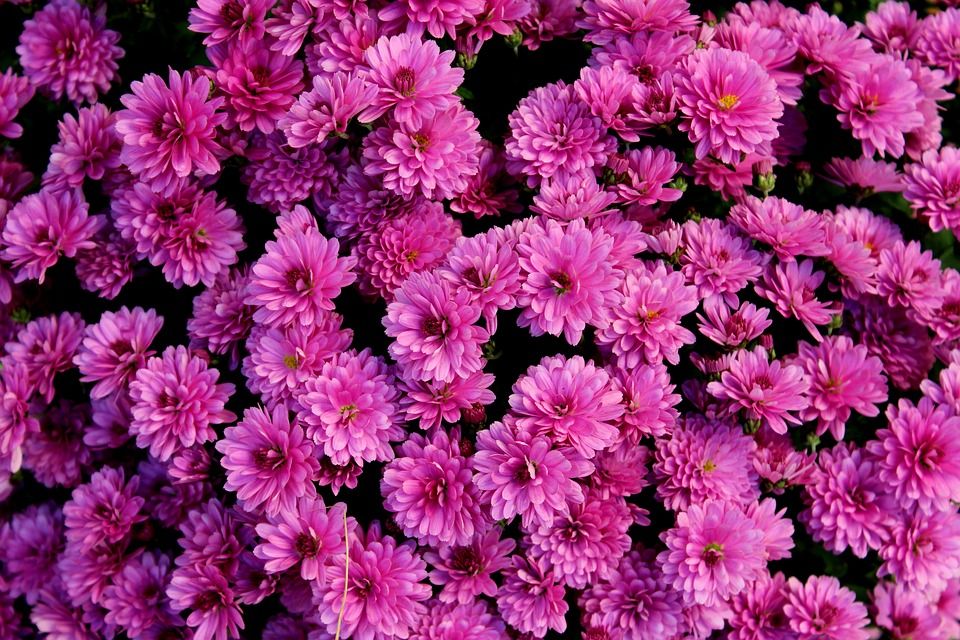 菊花, 紫色的花朵, 花, 图, 性质, 谷物, 秋天, 盛开, 菊花, 菊花