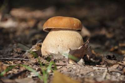 蘑菇 森林 雨后 秋季