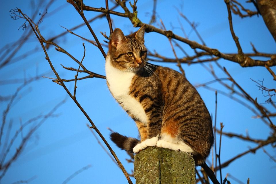 猫, 小猫, 鲭鱼, 邮政, 大花猫, 天堂, 分行, 猫脸