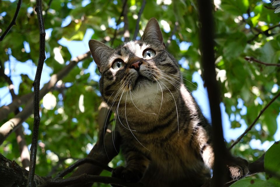 猫, 宠物, 户外的, 树, 动物, 肖像, 眼睛, 俏皮的, 脸, 可爱的