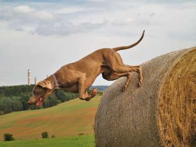 狗 犬只 打猎 猎犬 飞跃 干草 干草捆 夏天 草地