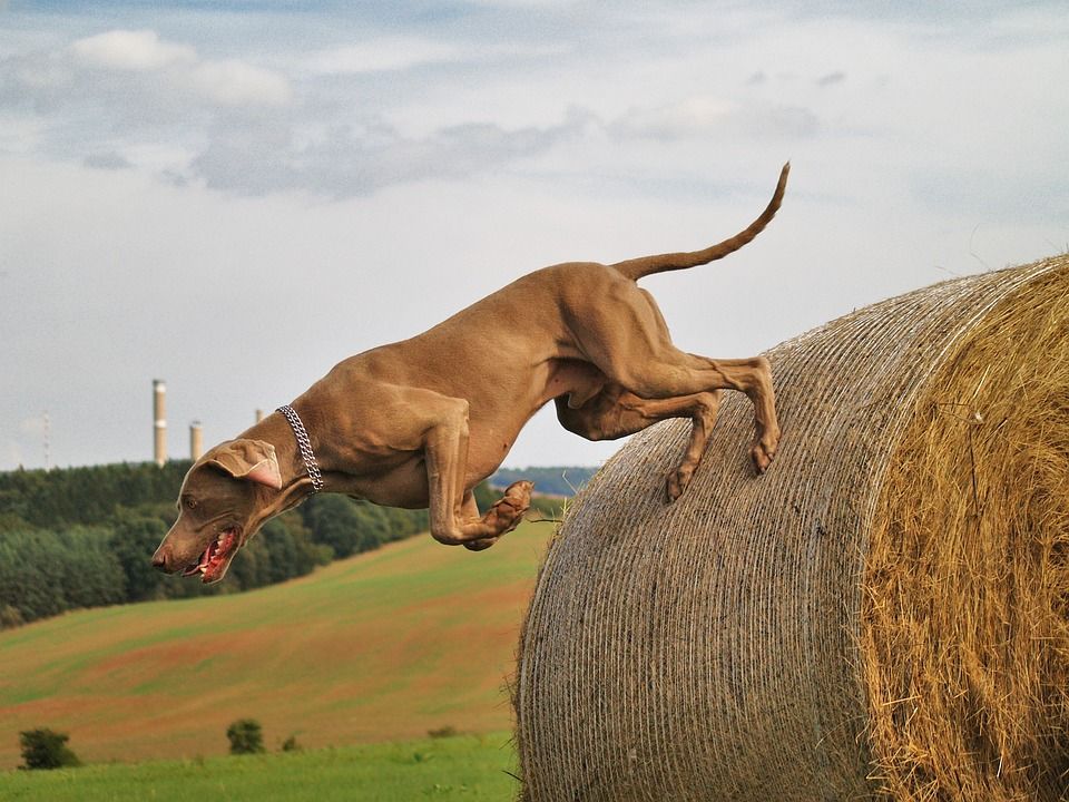 狗, 犬只, 打猎, 猎犬, 飞跃, 干草, 干草捆, 夏天, 草地