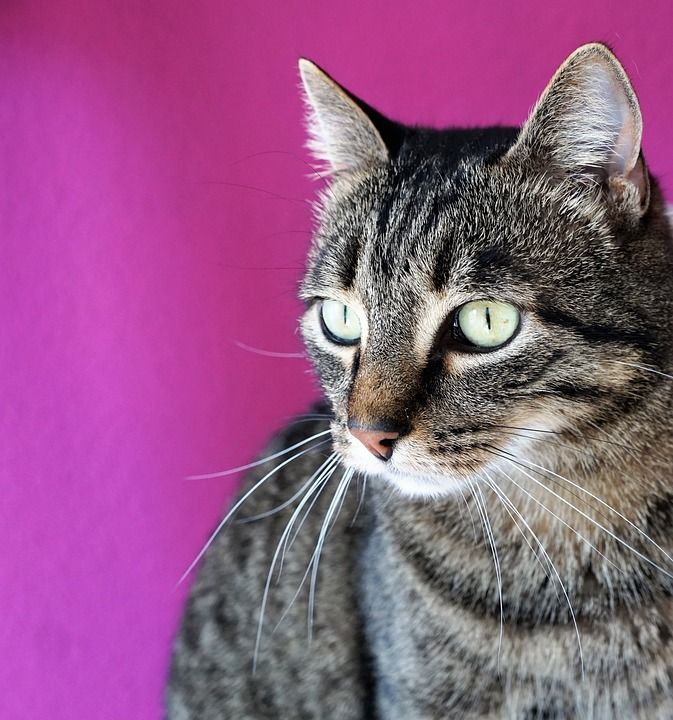 猫 老虎 眼睛 动物 Tigerle Amira Luana 家畜