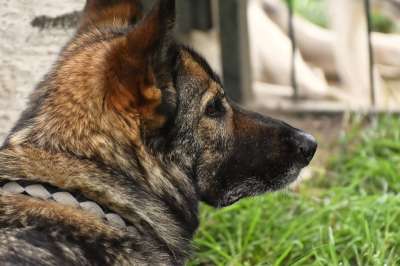 牧羊犬 家畜 狗 动物 头 动物肖像 鼻子 细心 看门狗 耳朵