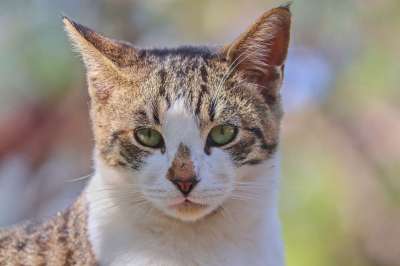 猫 宠物 猫科动物 动物 毛皮 基蒂 国内的 国内的猫 猫画像