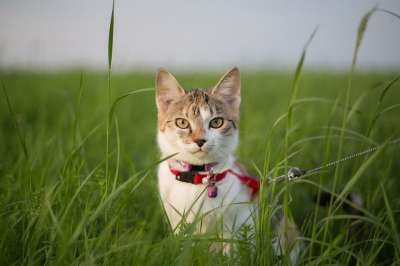 年轻 男孩 猫 草地 好奇的 绳索 对讲机