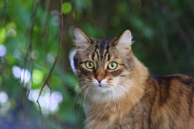 猫 小猫 猫科动物 宠物