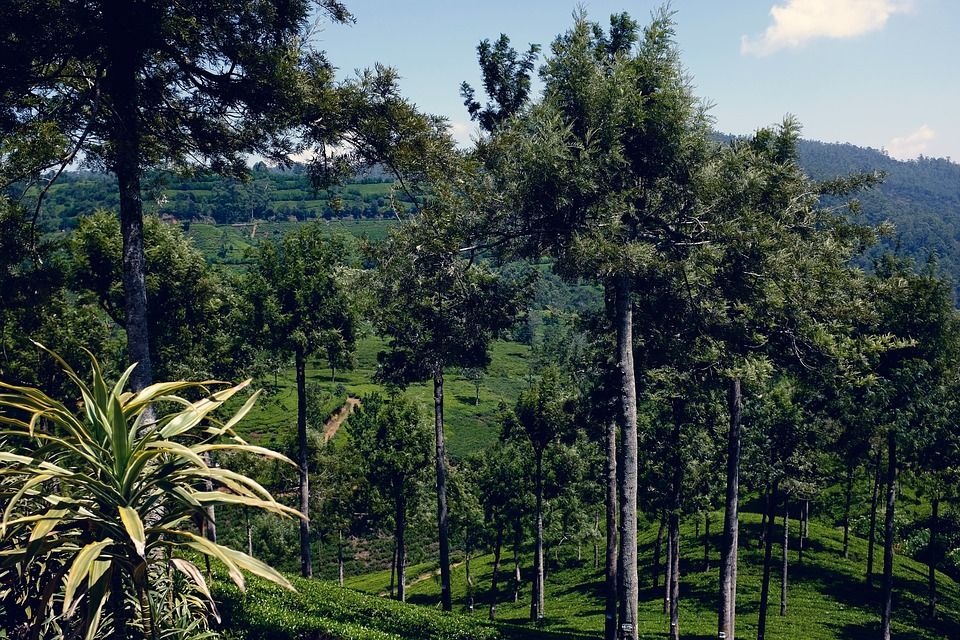 种植园, 斯里兰卡, 茶, 印度, 自然, 亚洲, 绿色, 工厂, 收成, 锡兰