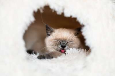猫 小猫 宠物 动物 脸 猫科动物 国内动物 可爱的 毛皮