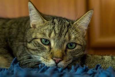 猫 小猫 国内动物 哺乳动物 动物 宠物 猫科动物