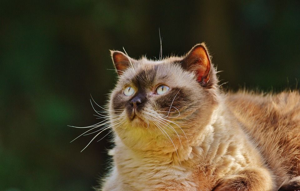 英国短毛猫, 说谎, 轻松, 猫, 纯种, 可爱的, 动物, 家猫, 生物