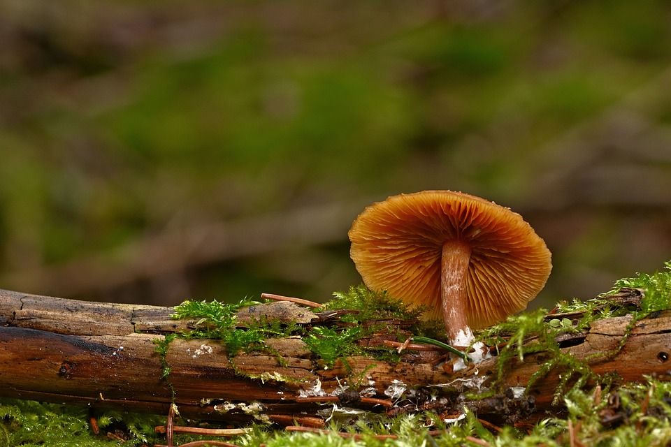 蘑菇, 真菌学, 菌, 毒菌, 苔藓, 自然, 森林