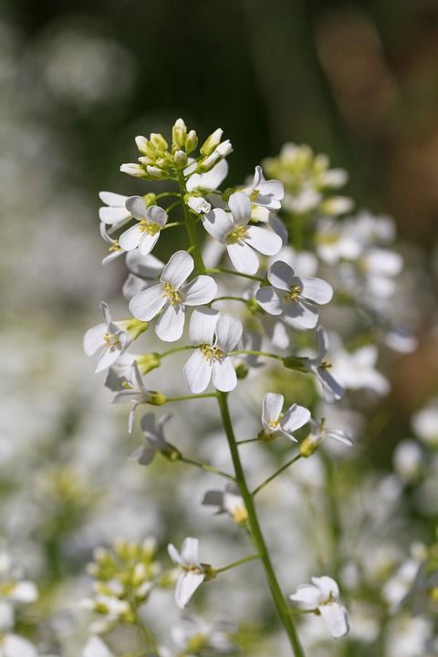 花 开花 春天 自然 生长 植物学 季节性 石艾 白色的