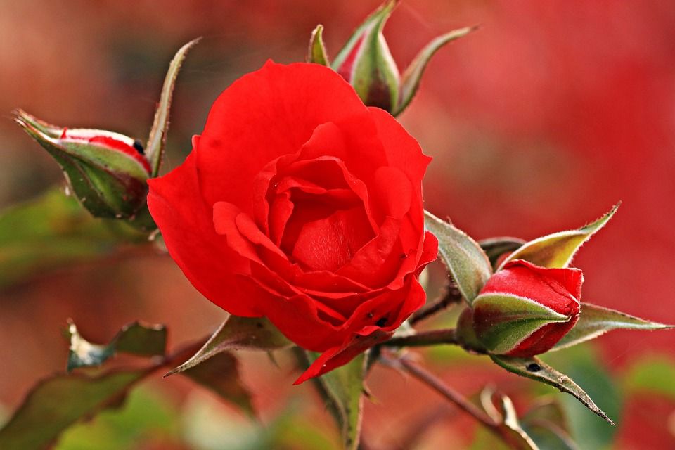 玫瑰, 红玫瑰, 花园玫瑰, 红色的, 盛开, 芽, 开花, 自然, 花, 落下