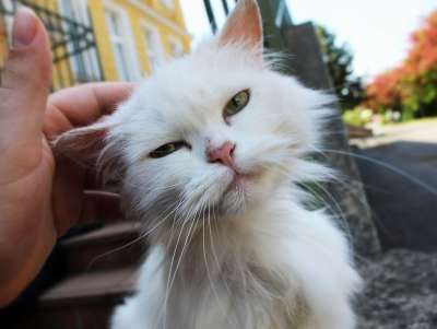 猫 白色的猫 动物 街猫 可爱的猫 胡须 五