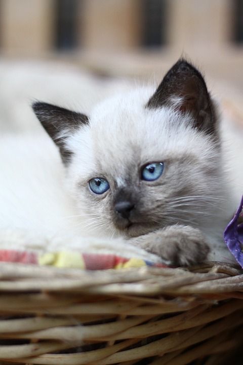 小猫 暹罗 动物 头 肖像 猫 看
