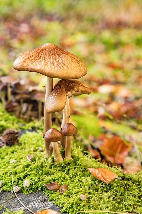 蘑菇 森林 真菌学 菌类 自然 景观 落下