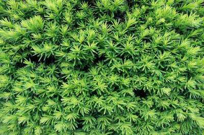植物 工厂 绿色的