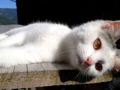 猫 梦想 梦幻的 年轻的猫 小猫 小的 说谎 手表 休息 放松