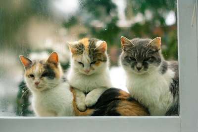 小猫 猫科动物 动物 户外的 伤心 阴雨天气