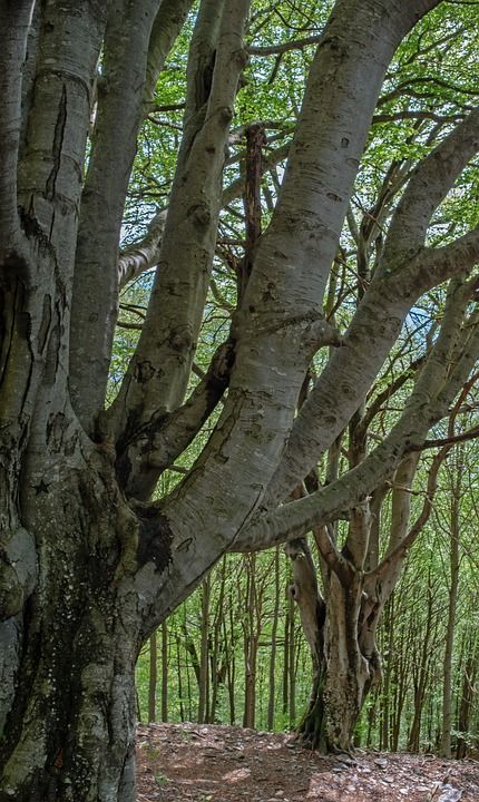 山毛榉树 欧洲山毛榉 树木 森林