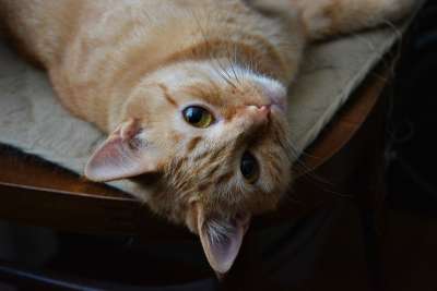 宠物 猫 猫眼