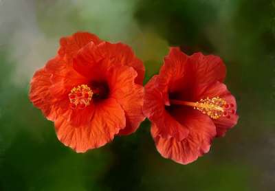 芙蓉 花朵 植物 红色花 花瓣 蕊 盛开 花园 自然 特写