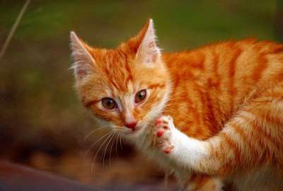 猫 小猫 猫宝宝 爪子