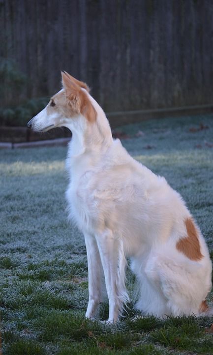 俄罗斯猎狼犬 猎狼 品种 Sighthound 狗 宠物 狼狗