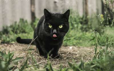 猫 黑色的 动物 可爱的 小猫 基蒂 宠物 国内的 哺乳动物