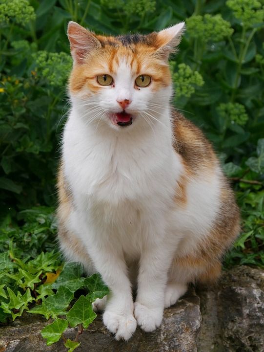 动物 猫 家畜 家猫 晶须