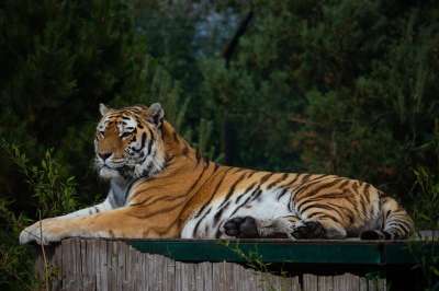老虎 动物 动物园 哺乳动物 大猫 野生动物 捕食者 猫科动物