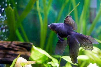 金鱼 鱼 水族馆 动物 宠物 尾巴 望远镜的黑色 金鱼 金鱼