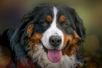 狗 宠物 犬类 动物 毛皮 鼻子 哺乳动物 狗肖像 动物世界