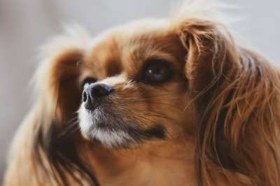 乳头状 狗 宠物 头 动物 国内的 犬类 哺乳动物 可爱的