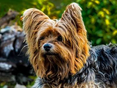 狗 约克夏犬 小狗