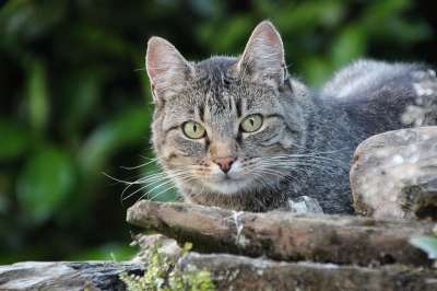 花园里的猫 家猫 鲭鱼 欧洲短毛 Katzenkopf 猫脸 细心