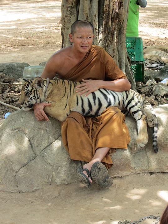 泰国 僧 佛教 寺庙 传统的 宗教的 老虎 Tigertemple