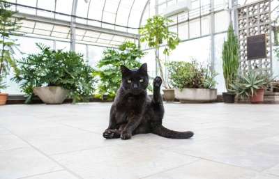 建造 结构体 地面 猫 小猫 宠物 动物 绿色 植物 花