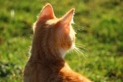 猫 小猫 红虎斑 红猫 年轻的猫 猫宝宝 家猫 草