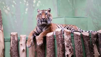 老虎 动物园 动物 捕食者 大猫 危险的 野生动物 荒野