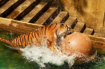 老虎 动物园 捕食者 动物 猫科动物 洗澡 球 水 喷雾 猫