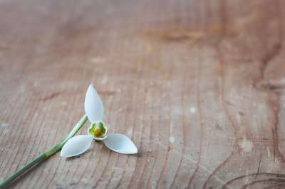 花 雪花莲 独自的 白色的 开花 春天的花朵 春天的预兆 木头