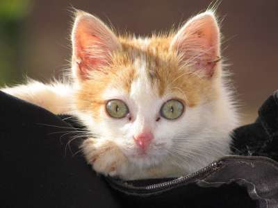 猫 猫科动物 动物 小猫 看起来像猫 细心 小狗